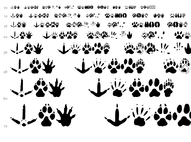 Animal Tracks font waterfall
